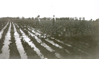 Irrigating beets 1913