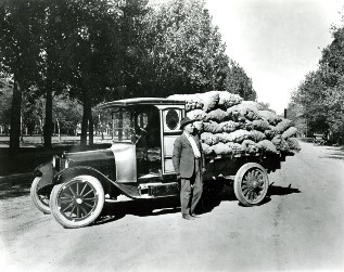 Wellington potatoes 1918