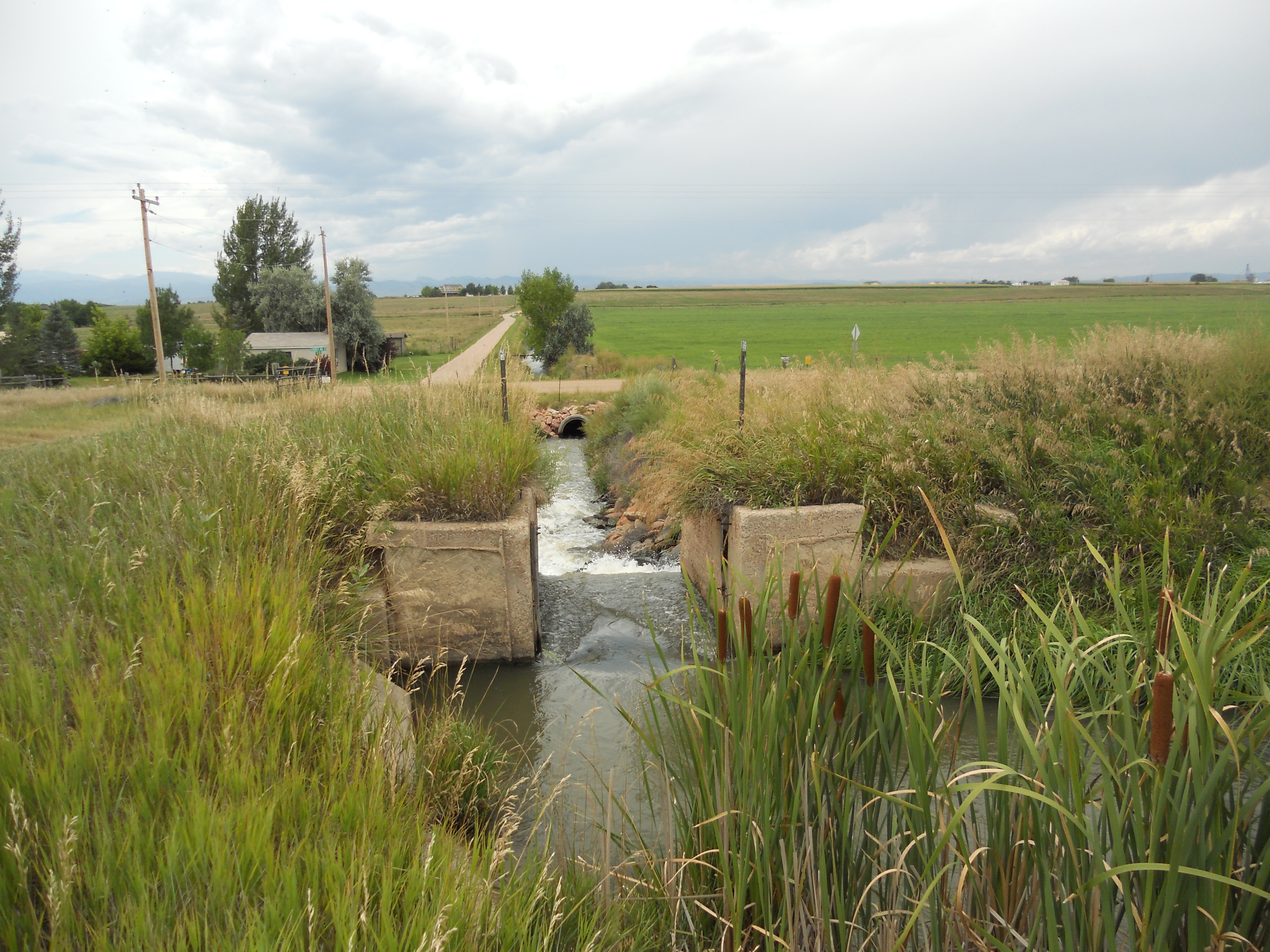 NPIC system ditch with cattails